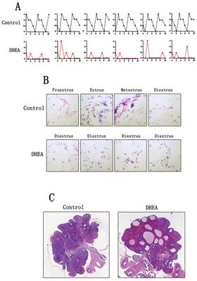 The therapeutic effects of curcumin on polycystic ovary syndrome by upregulating PPAR-γ expression and reducing oxidative stress in a rat model